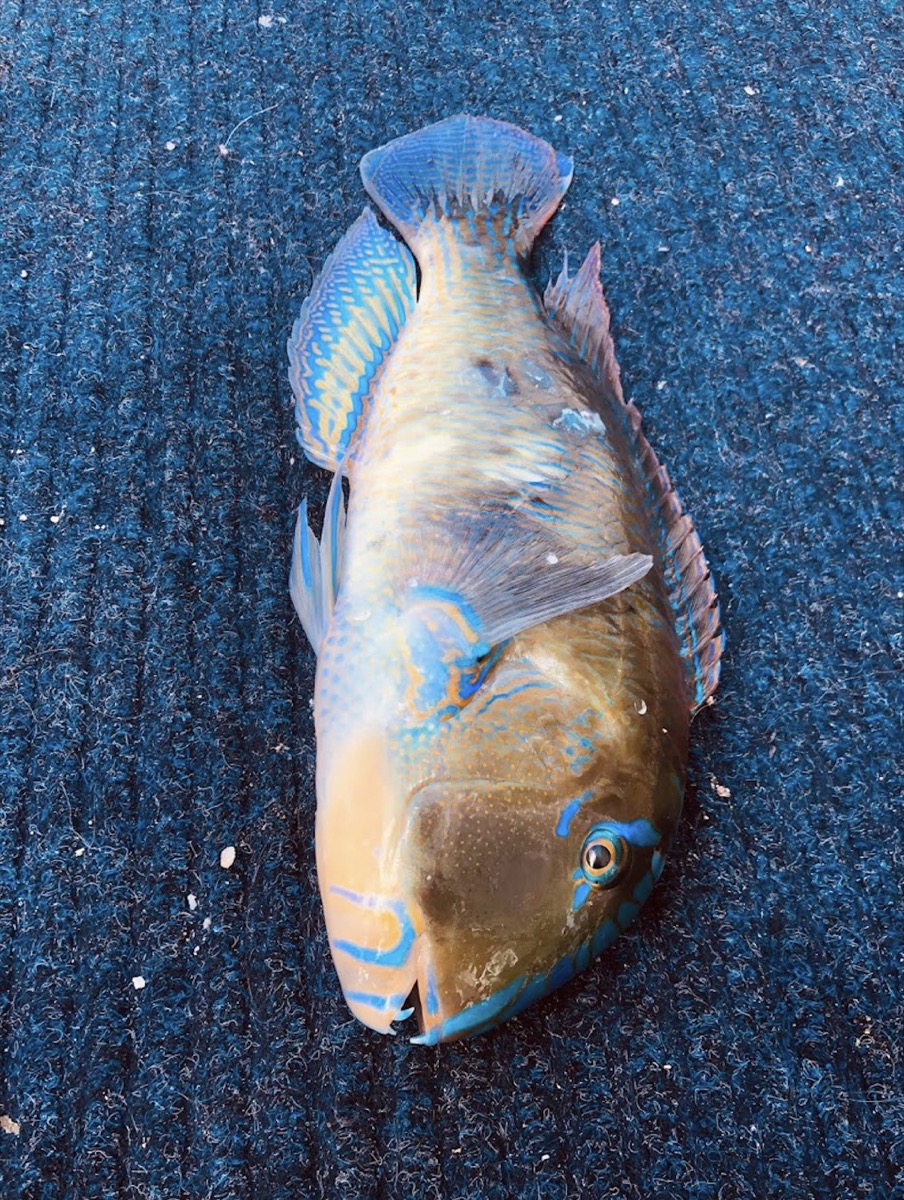 Bribie & Attractions 27