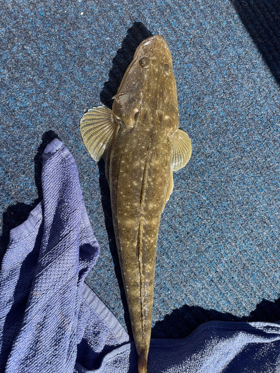 Bribie & Attractions 43