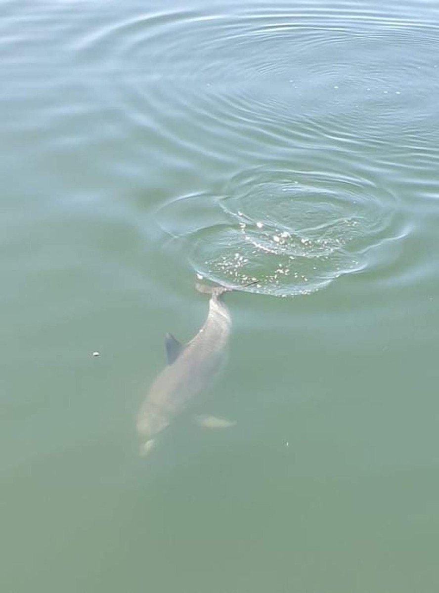 Bribie & Attractions 52